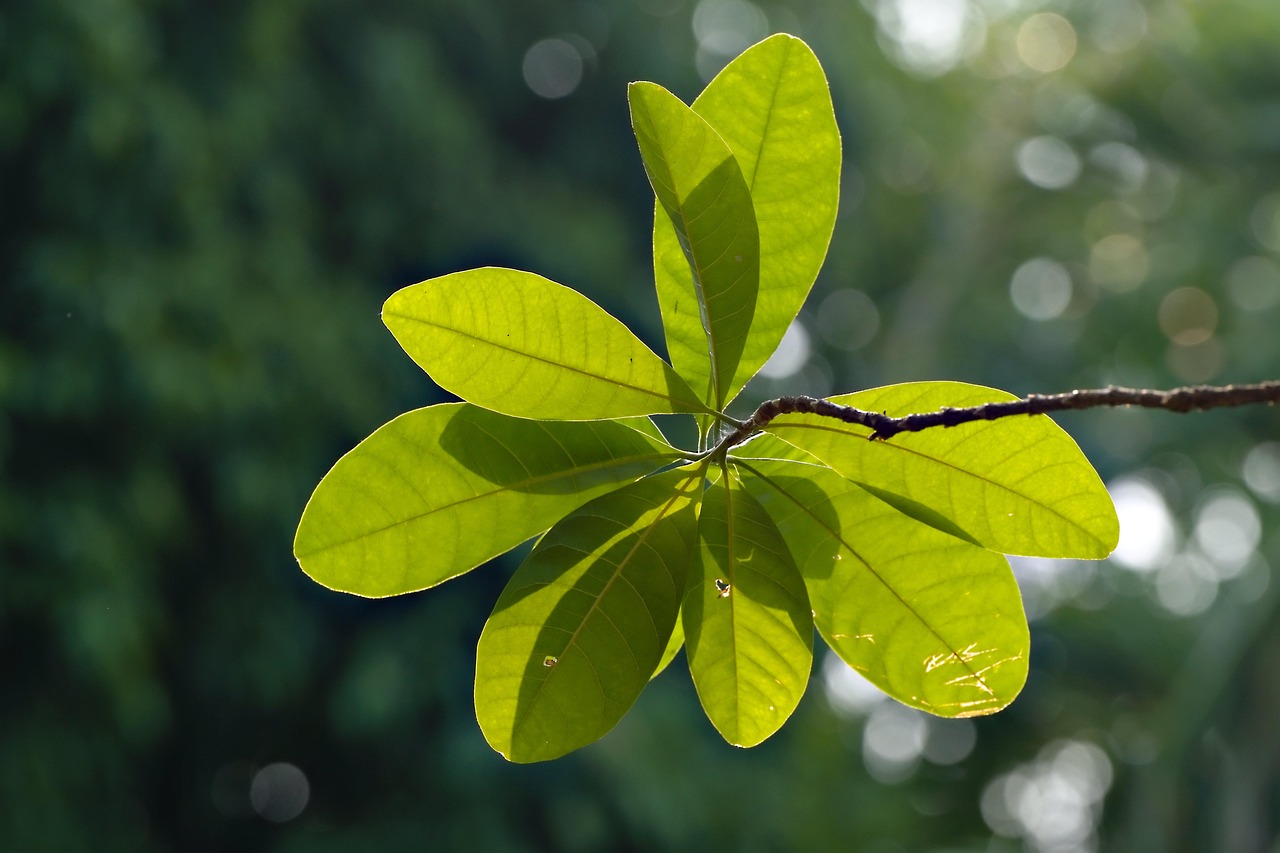 découvrez des astuces et conseils pour créer un jardin écologique, respectueux de l'environnement et favorable à la biodiversité.