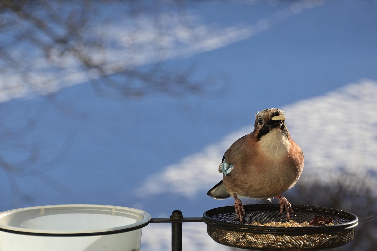 découvrez notre jardin d'hiver, un espace lumineux et chaleureux qui vous permet de profiter de la nature quelle que soit la saison.