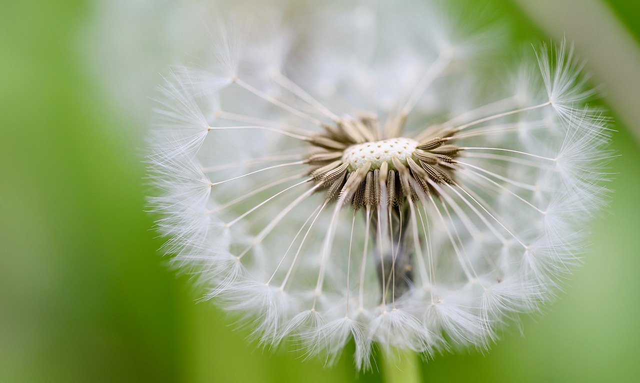 découvrez comment choisir les meilleures graines pour optimiser la croissance de vos plantes et garantir une récolte abondante et saine.