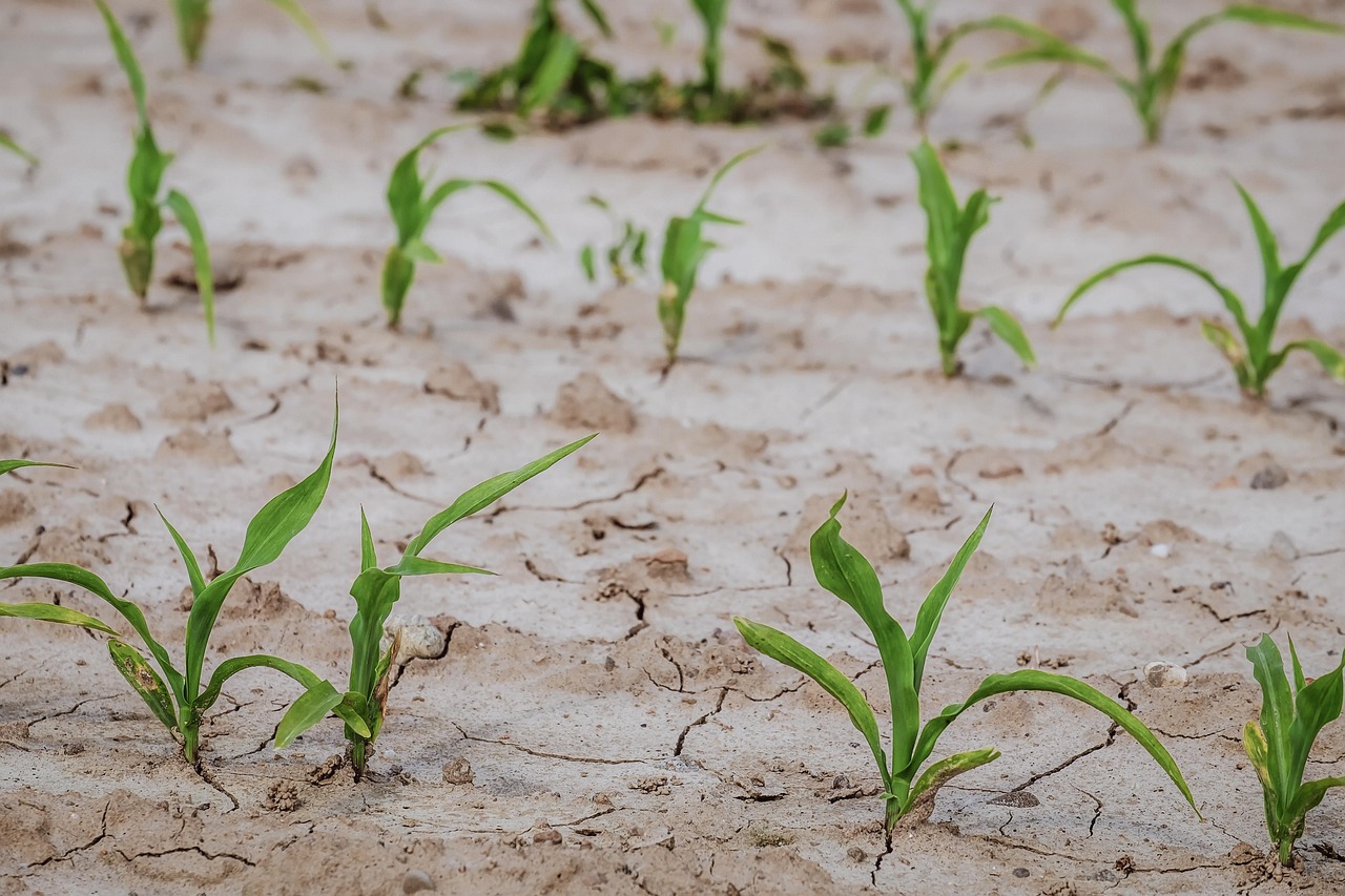 découvrez des plantes tolérantes à la sécheresse, parfaites pour un jardin résistant au manque d'eau tout en restant esthétiques et faciles à entretenir.