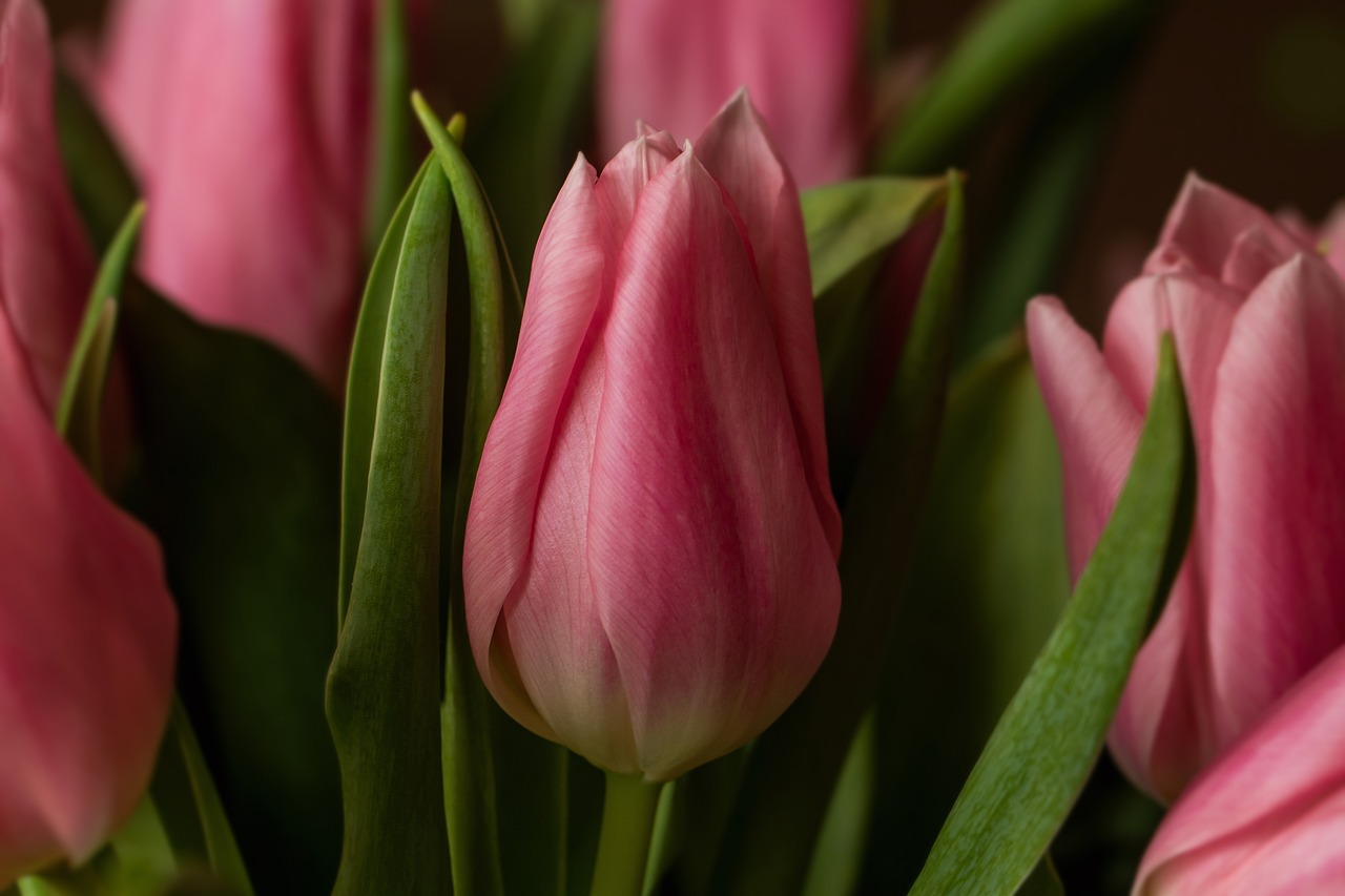 découvrez nos conseils et astuces de jardinage pour cultiver un espace vert sain et florissant toute l'année.