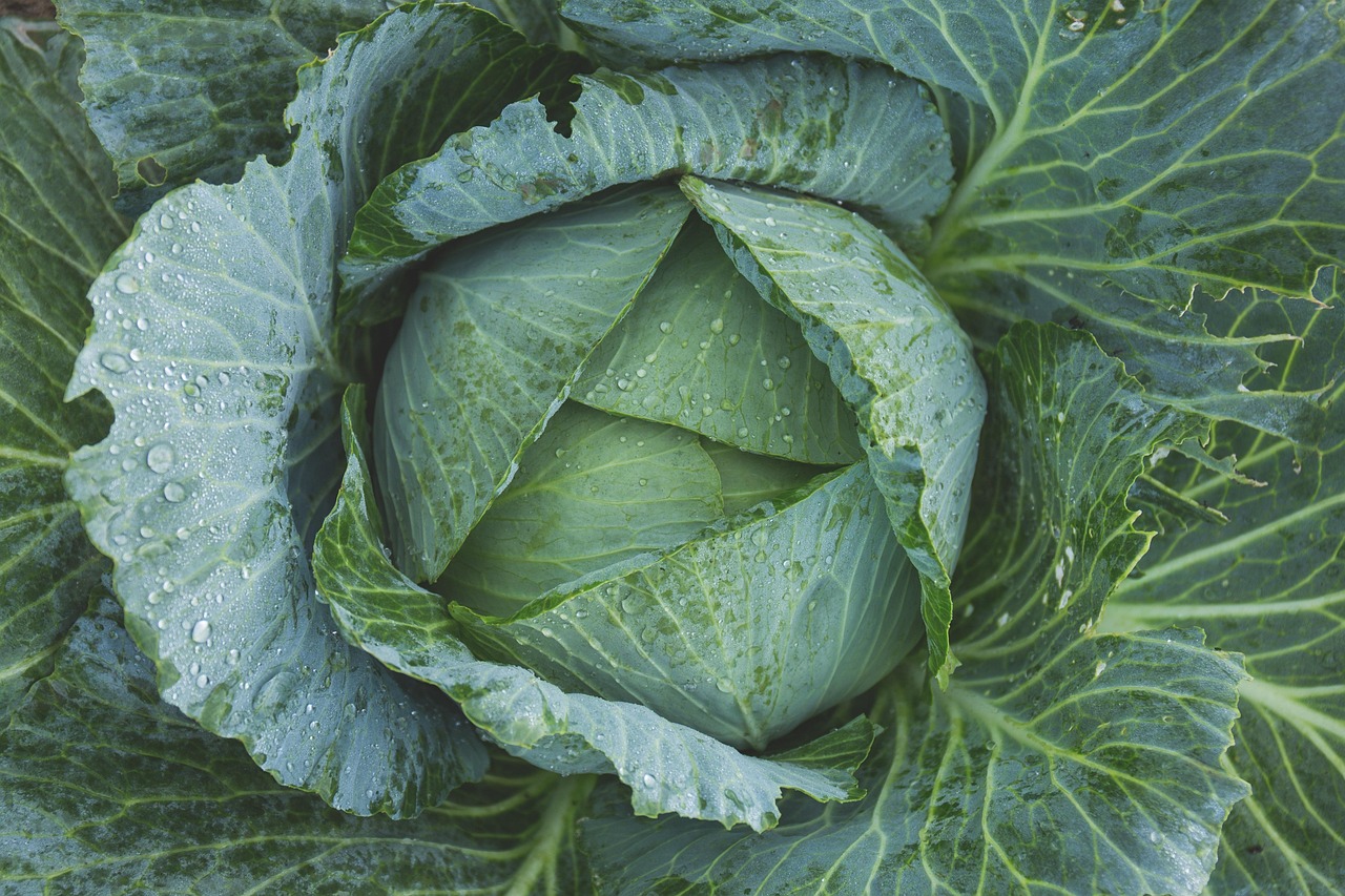 découvrez comment transformer votre potager maison en une source de profit rentable grâce à nos conseils pratiques et astuces pour cultiver et vendre vos légumes.