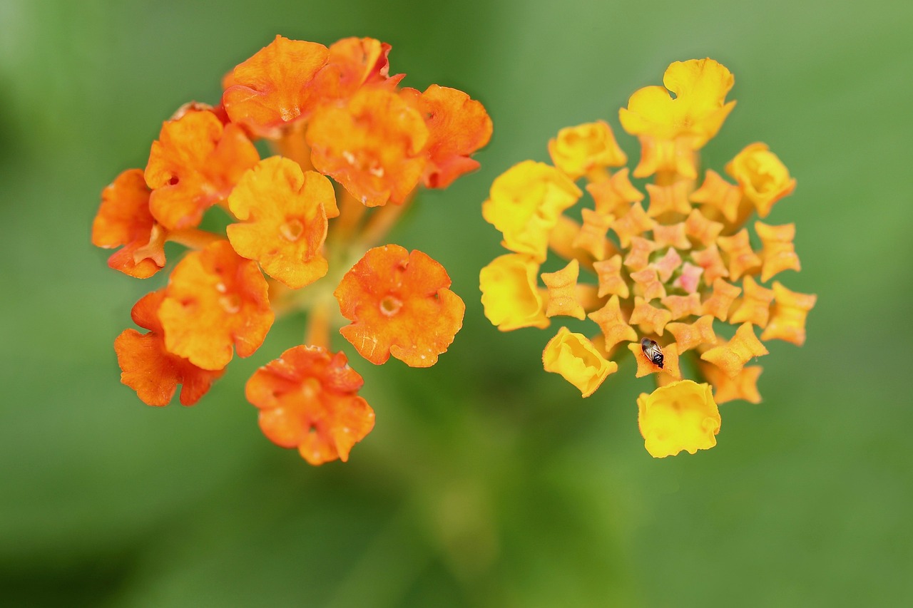 découvrez les fleurs envahissantes, leurs impacts sur l'environnement et comment les gérer efficacement pour préserver la biodiversité locale.