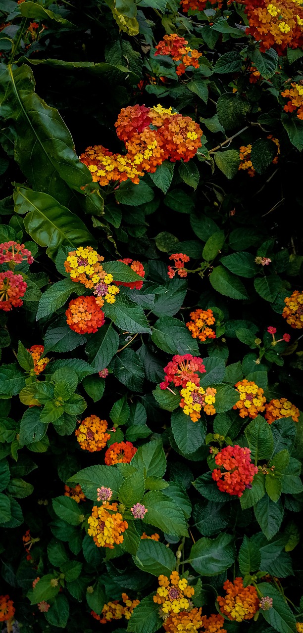 découvrez tout sur les fleurs envahissantes : identification, impact sur l'écosystème et méthodes de contrôle pour préserver la biodiversité.