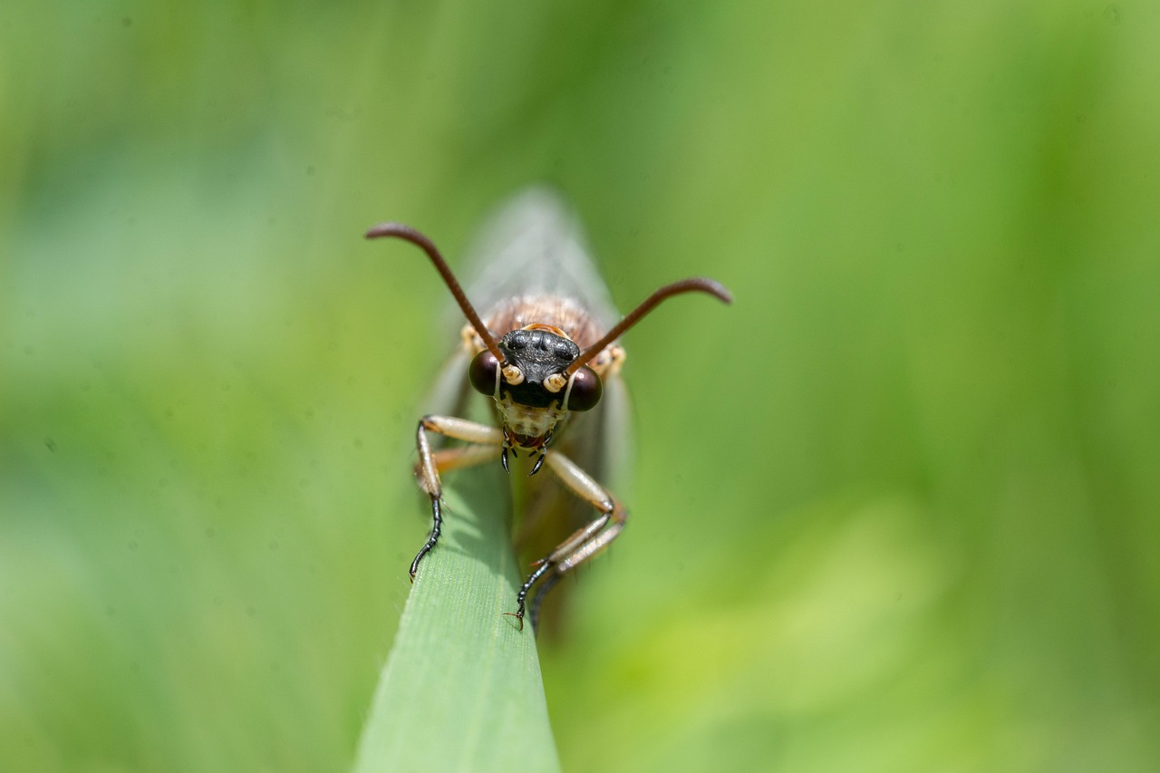 découvrez notre piège à fourmis naturel, efficace et sans produits chimiques, conçu pour éliminer les fourmis de manière écologique et sécurisée.