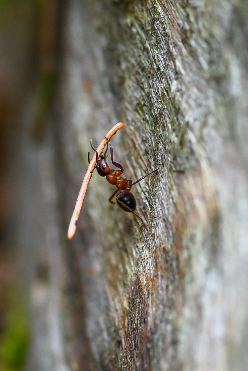 piège à fourmis naturel efficace pour éliminer les fourmis sans produits chimiques, respectueux de l'environnement et facile à utiliser.