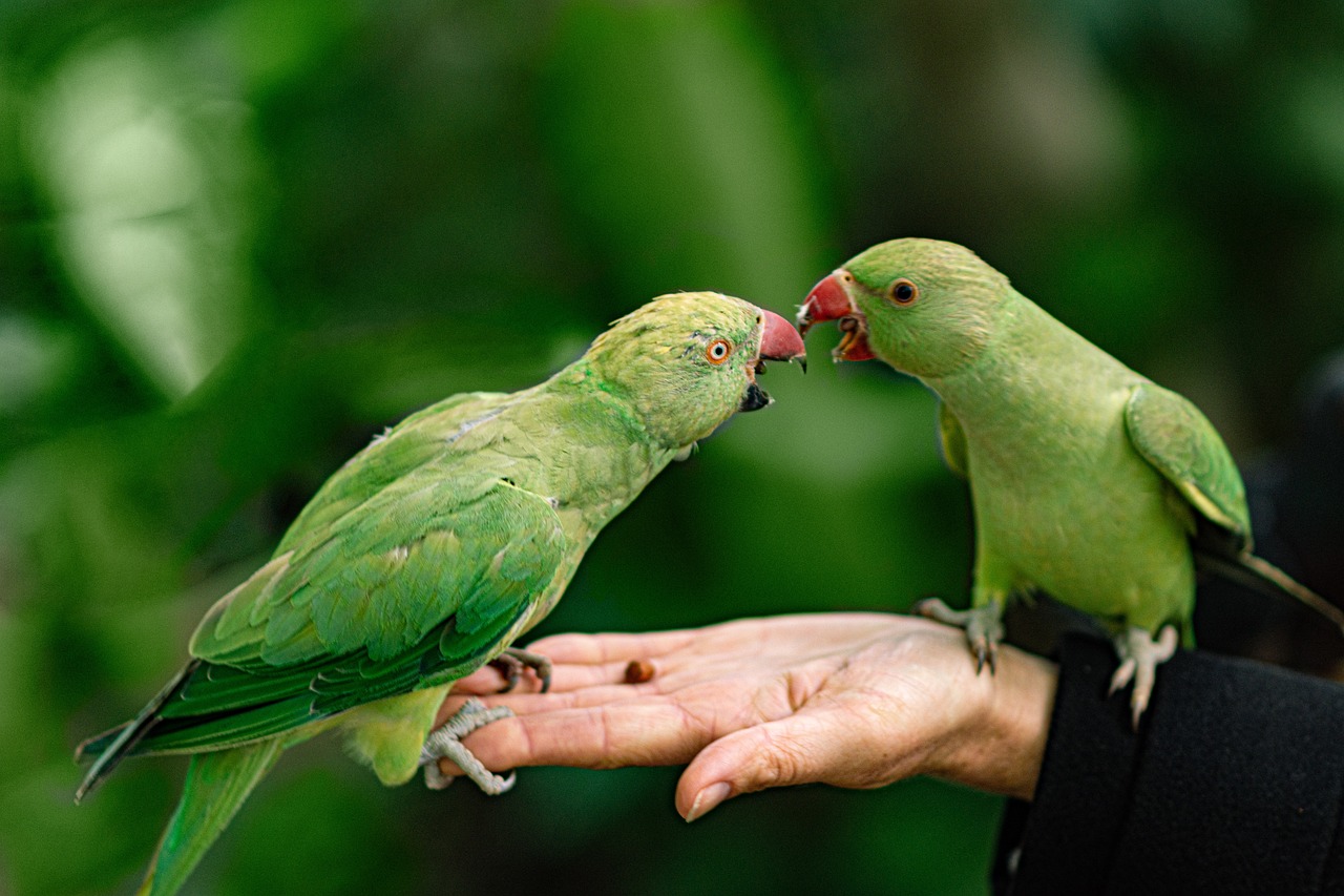 découvrez les arbustes qui nourrissent les oiseaux et favorisent la biodiversité dans votre jardin. attirez une variété d'espèces grâce à ces plantes riches en baies et graines.