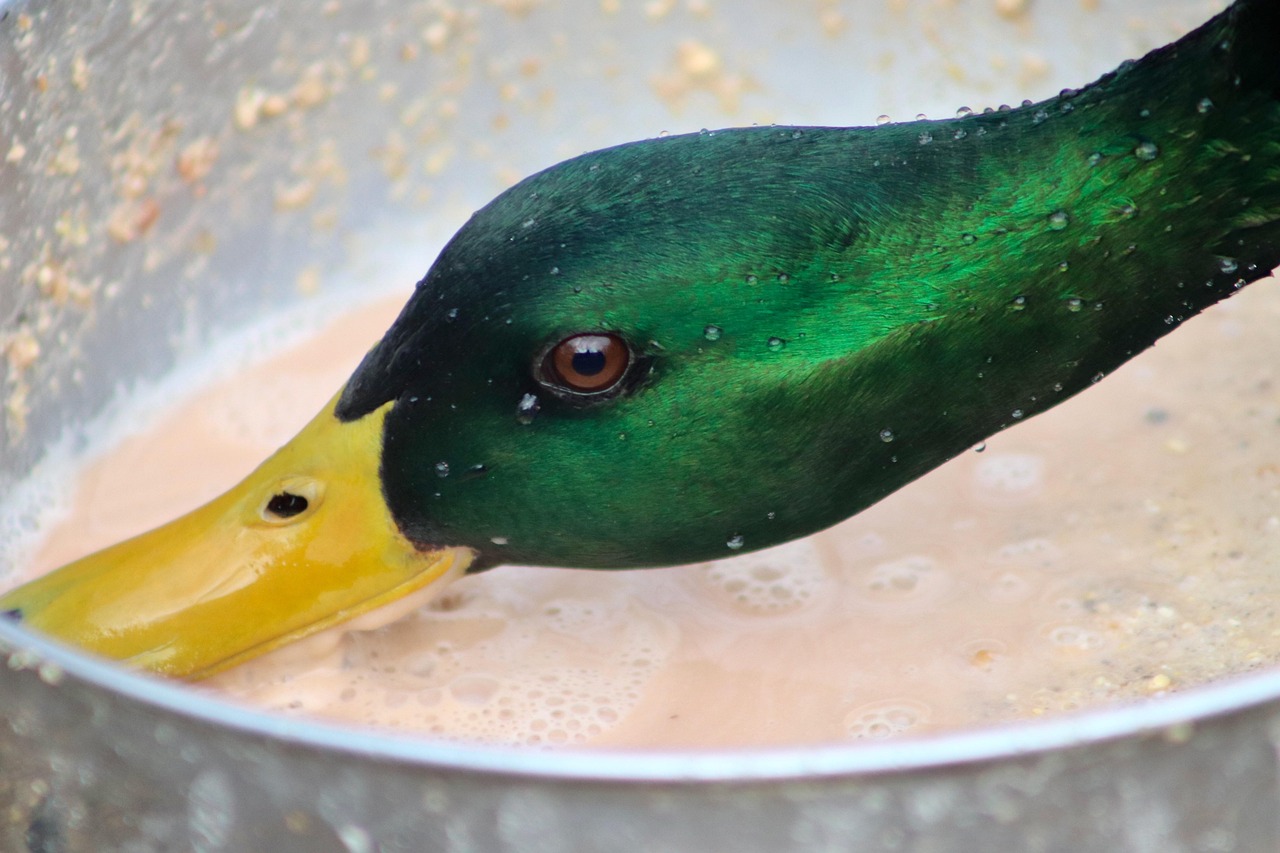 découvrez les arbustes qui nourrissent les oiseaux et favorisent la biodiversité dans votre jardin. attirez une variété d'espèces grâce à ces plantes riches en baies et graines.