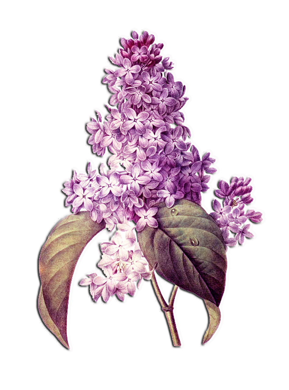 découvrez la magie du printemps avec notre collection spring elegance, alliant fraîcheur et sophistication pour un style intemporel.