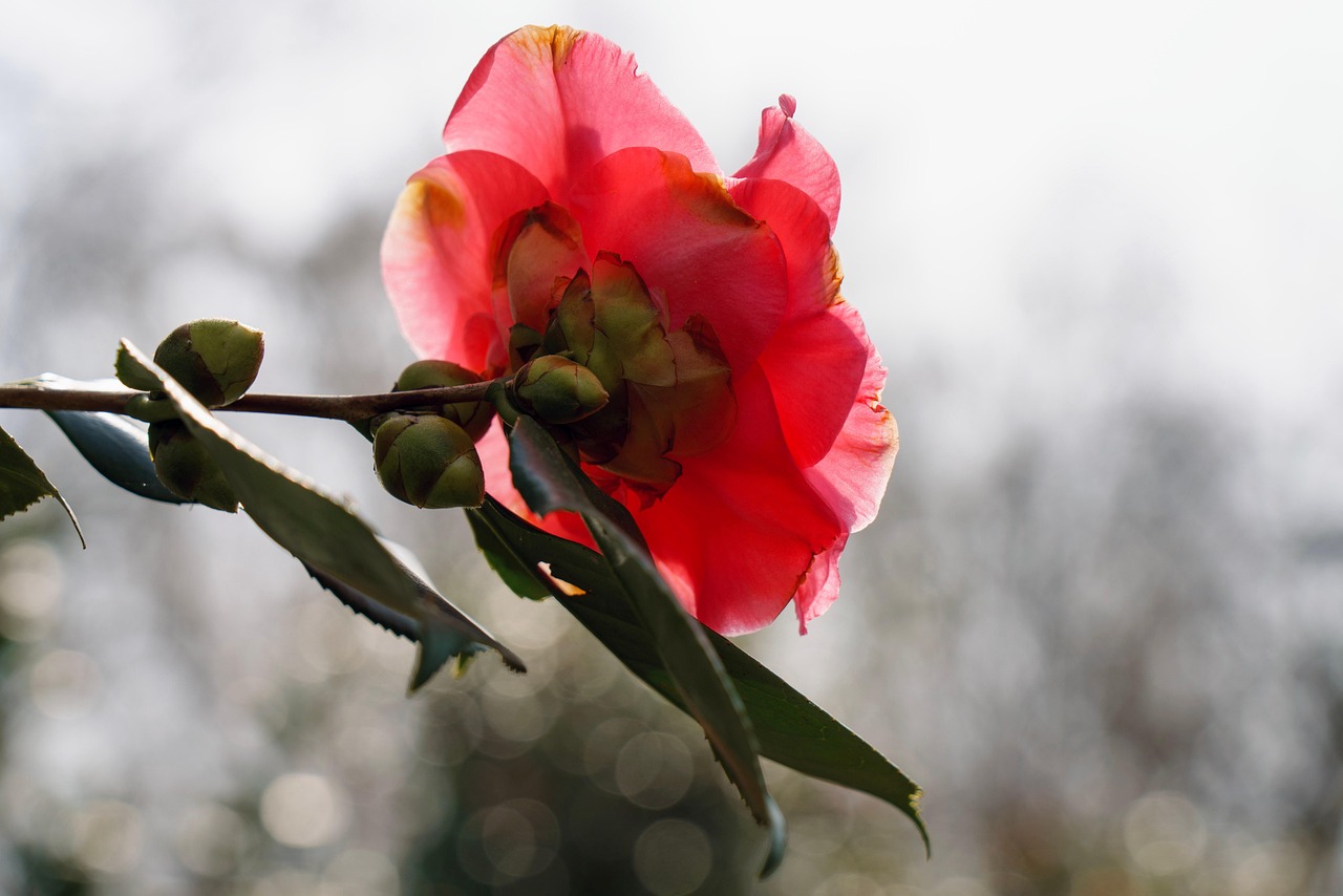découvrez tout sur le camellia, une plante élégante aux fleurs délicates, idéale pour embellir votre jardin toute l'année.