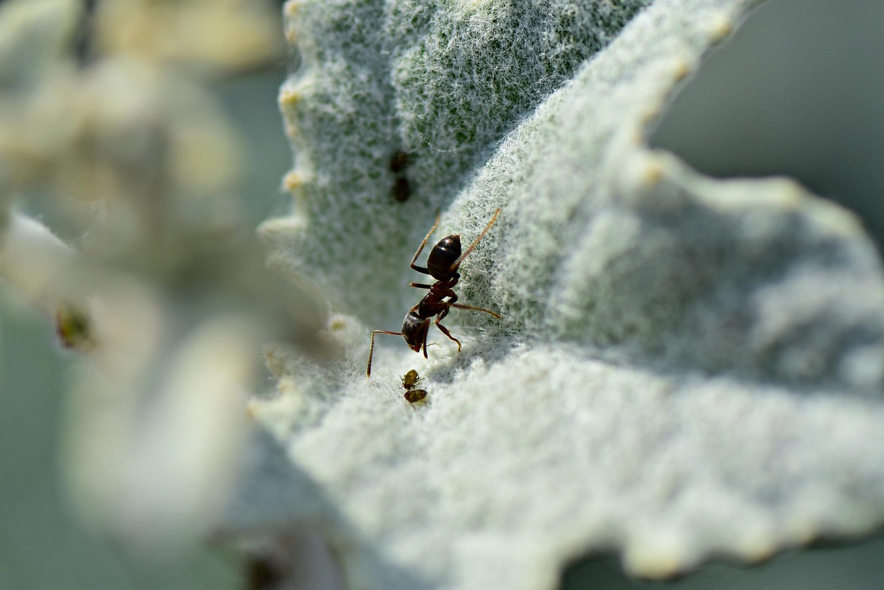 découvrez tout sur les pucerons : identification, prévention et solutions naturelles pour protéger vos plantes efficacement.