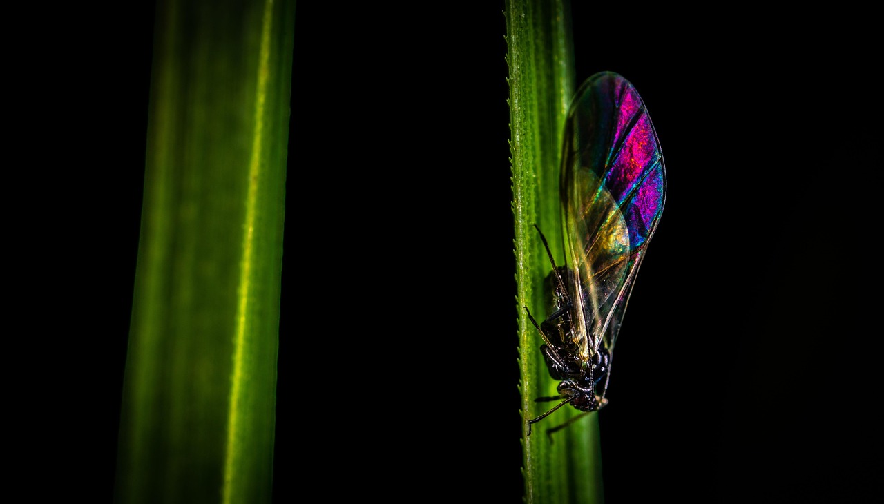 découvrez tout sur les pucerons : identification, impact sur les plantes, méthodes de prévention et solutions naturelles pour les contrôler efficacement.