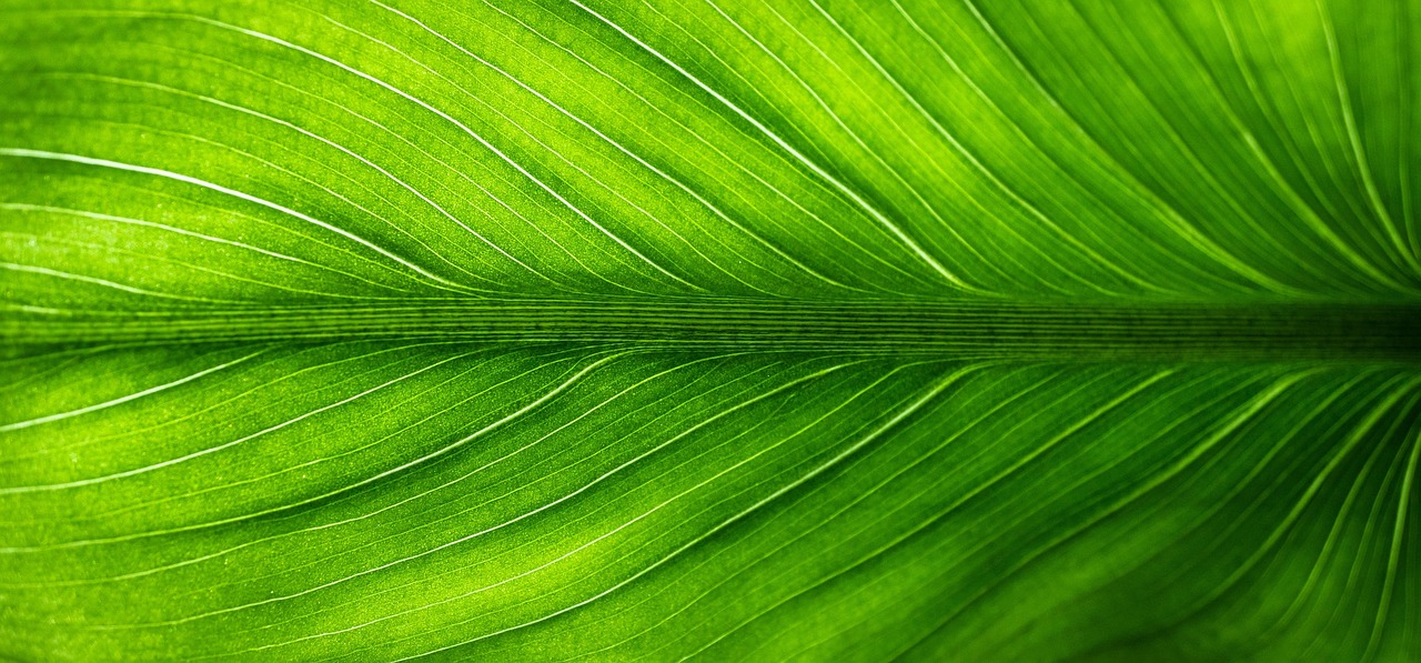 découvrez des conseils pratiques pour des achats éco-responsables et réduisez votre impact environnemental grâce à des choix durables et respectueux de la planète.