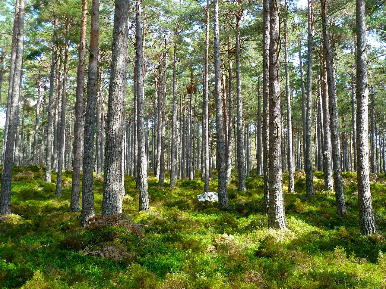 découvrez tout sur l'environnement : protection, conservation et actions pour un avenir durable.