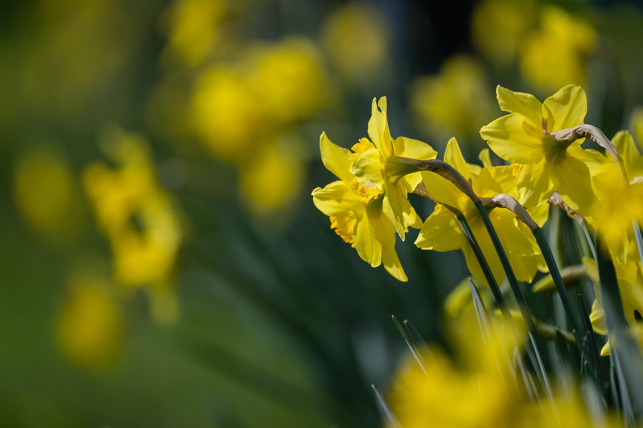 participez au concours des maisons fleuries et mettez en valeur votre jardin avec créativité et couleurs. célébrons ensemble la beauté des façades décorées de fleurs.