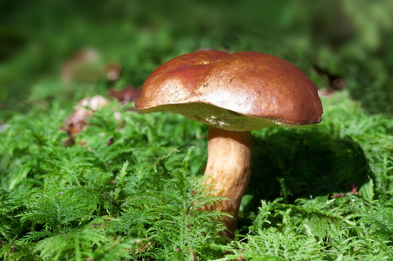 découvrez notre éponge naturelle, douce et écologique, idéale pour une peau propre et respectueuse de l'environnement.