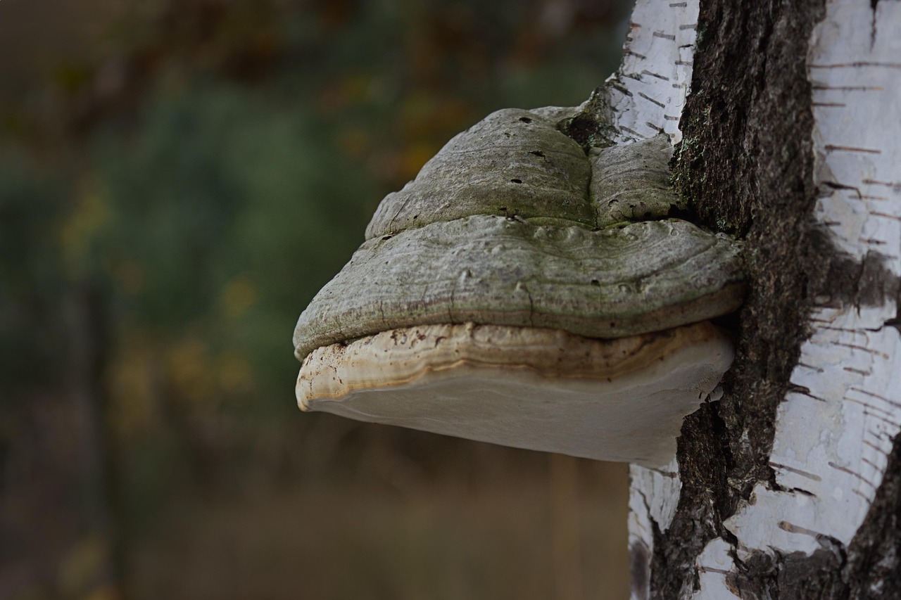 découvrez les bienfaits de l'éponge naturelle, idéale pour un nettoyage doux et écologique de votre peau.