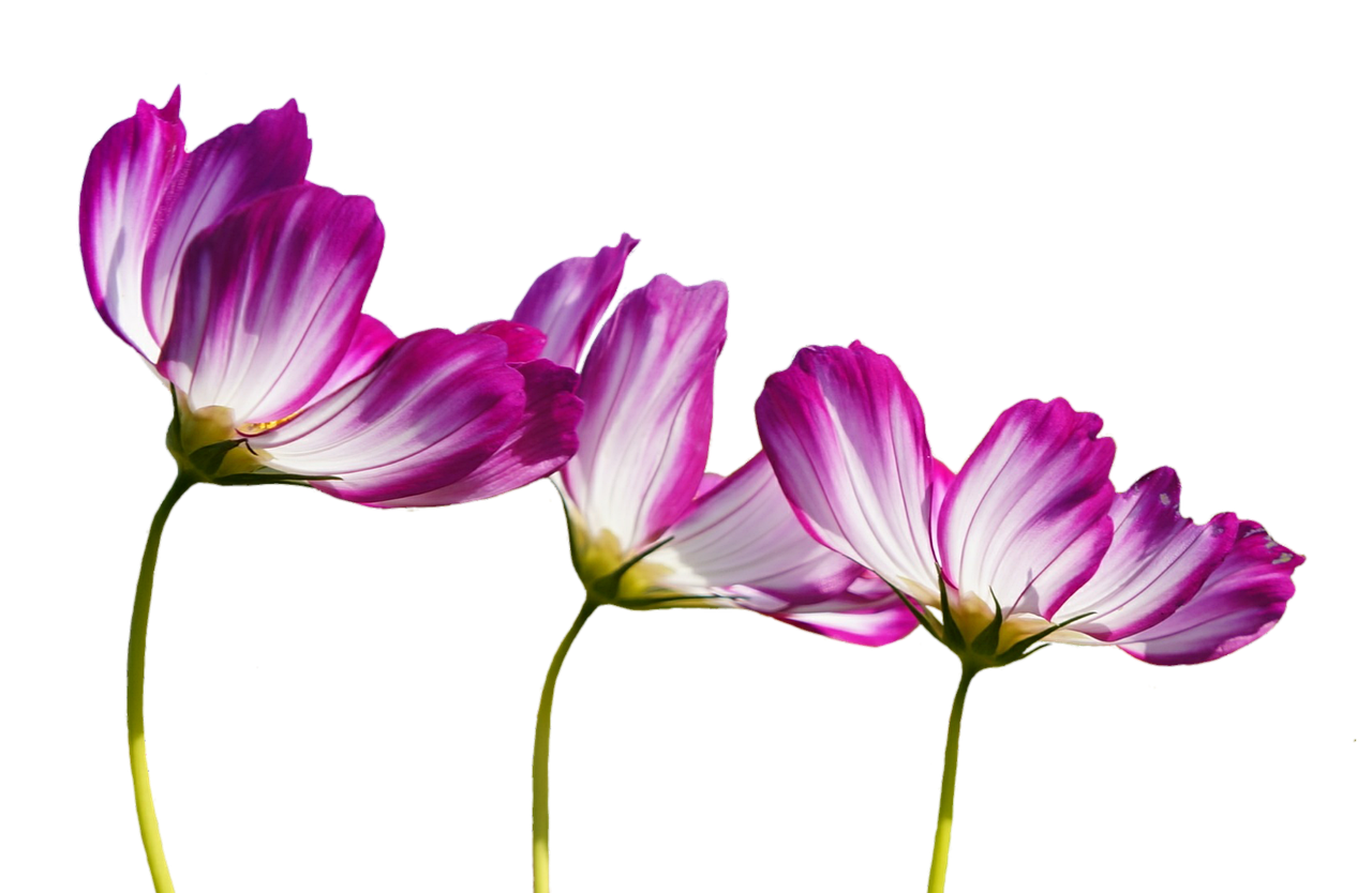 guide pratique pour réussir vos boutures de plantes : conseils, techniques et astuces pour multiplier vos végétaux facilement chez vous.