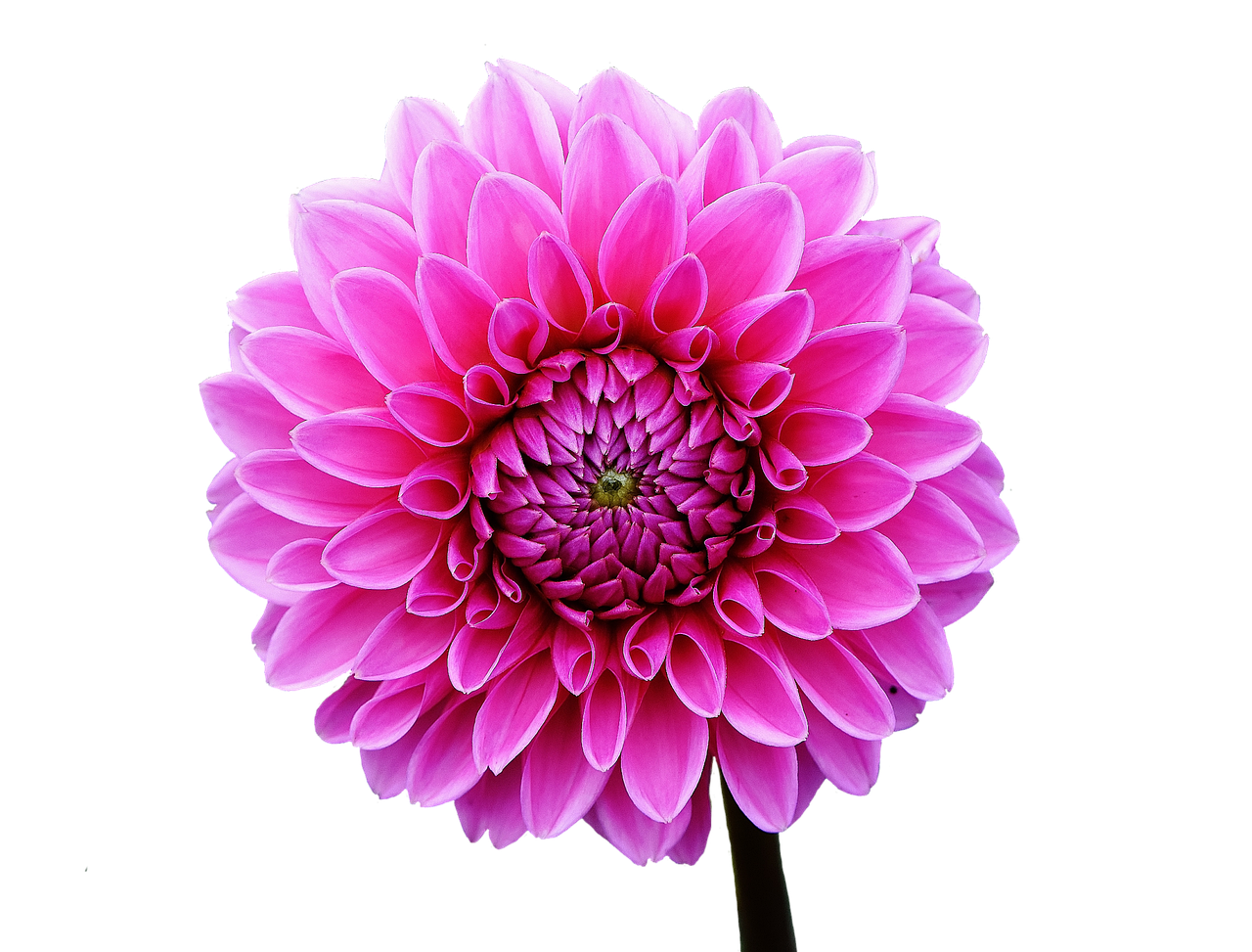 découvrez comment réussir vos boutures de plantes pour multiplier facilement vos végétaux favoris et embellir votre jardin.