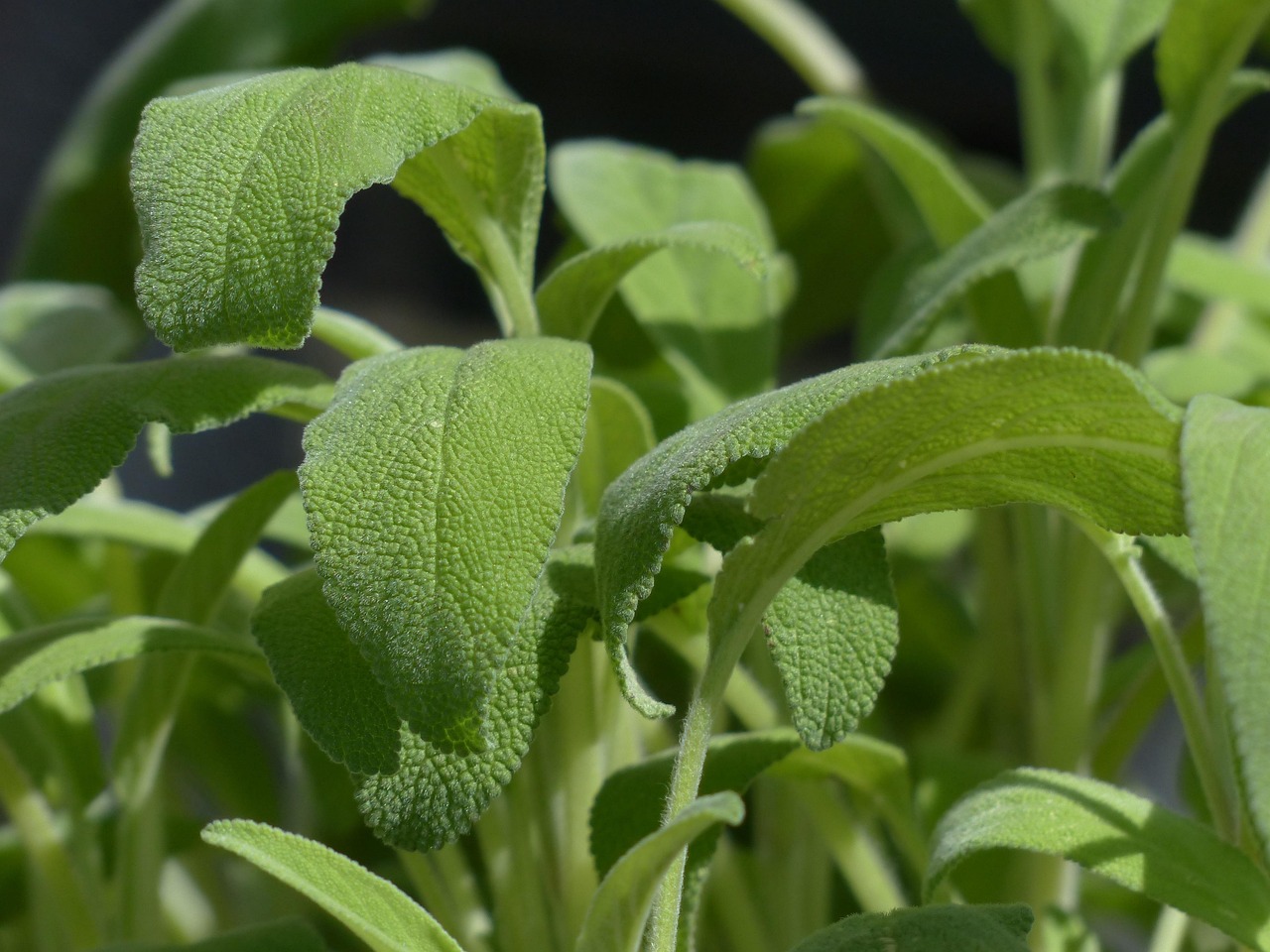 découvrez la teinte apaisante du vert sauge, idéale pour apporter une touche naturelle et élégante à votre décoration intérieure.