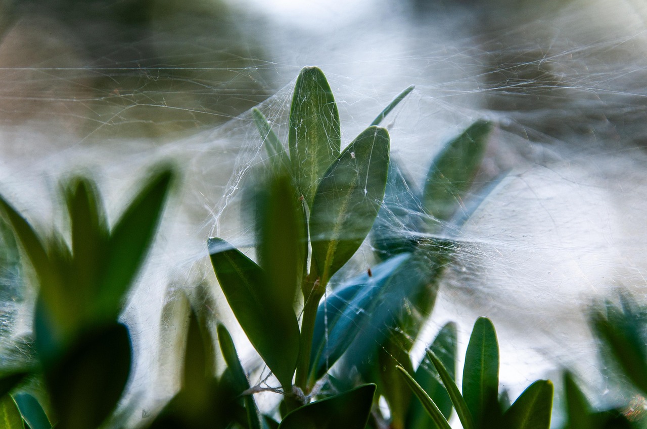 découvrez notre répulsif contre les araignées efficace pour protéger votre maison naturellement et sans danger. gardez votre intérieur sans araignées facilement.