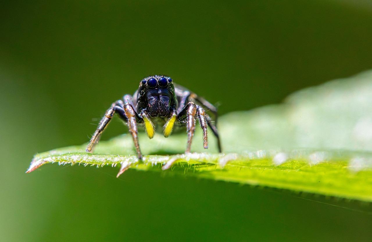 découvrez notre répulsif araignées efficace pour protéger votre maison naturellement et durablement contre ces insectes indésirables.