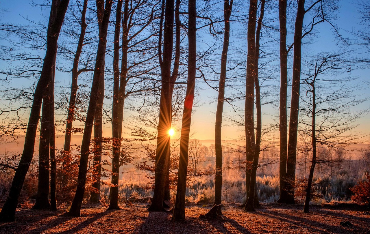 découvrez tout sur les arbres : leurs types, caractéristiques, importance écologique et comment les entretenir.