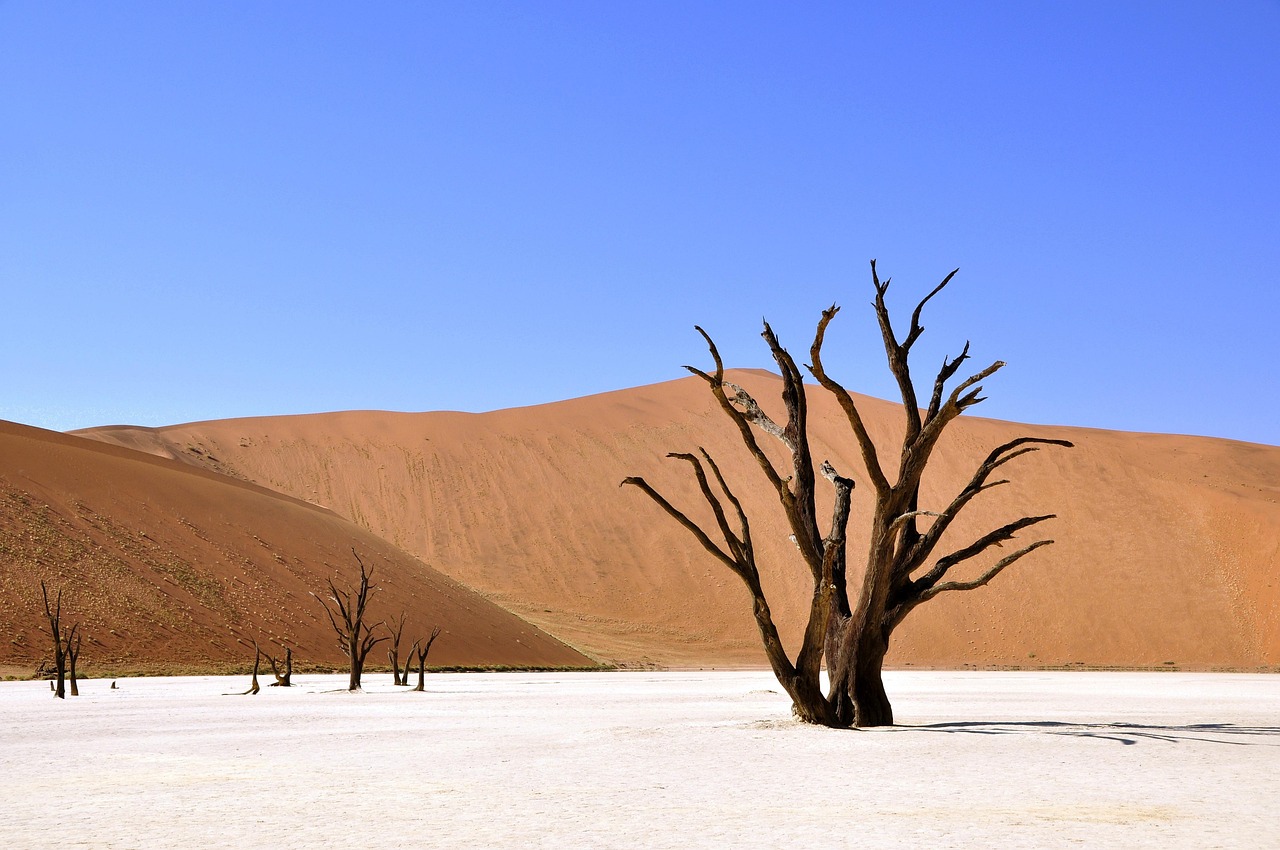 découvrez tout sur la sécheresse : causes, impacts environnementaux et solutions pour mieux gérer cette crise climatique.