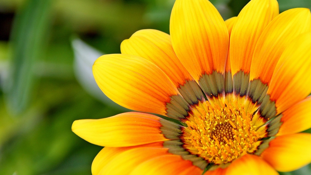 découvrez des conseils pratiques et astuces pour réussir votre jardinage, des plantations aux soins des plantes, pour un jardin magnifique toute l'année.