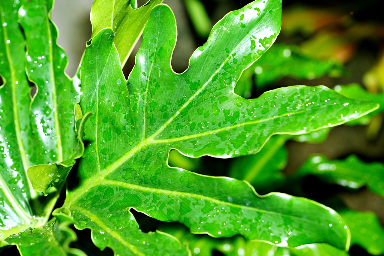 découvrez comment la collecte des eaux de pluie permet de préserver les ressources naturelles, réduire la facture d'eau et contribuer à un mode de vie écologique.