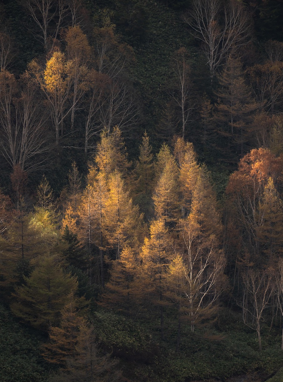 découvrez les caractéristiques, les bienfaits et l'entretien de l'arbre de bouleau, un symbole de beauté naturelle et de résilience.
