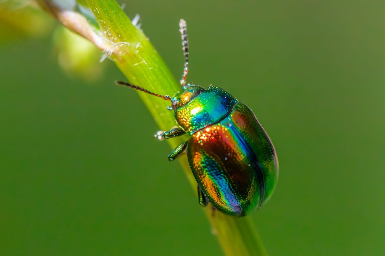 découvrez comment identifier, prévenir et éliminer efficacement les parasites de jardin pour protéger vos plantes et assurer un jardin sain et florissant.