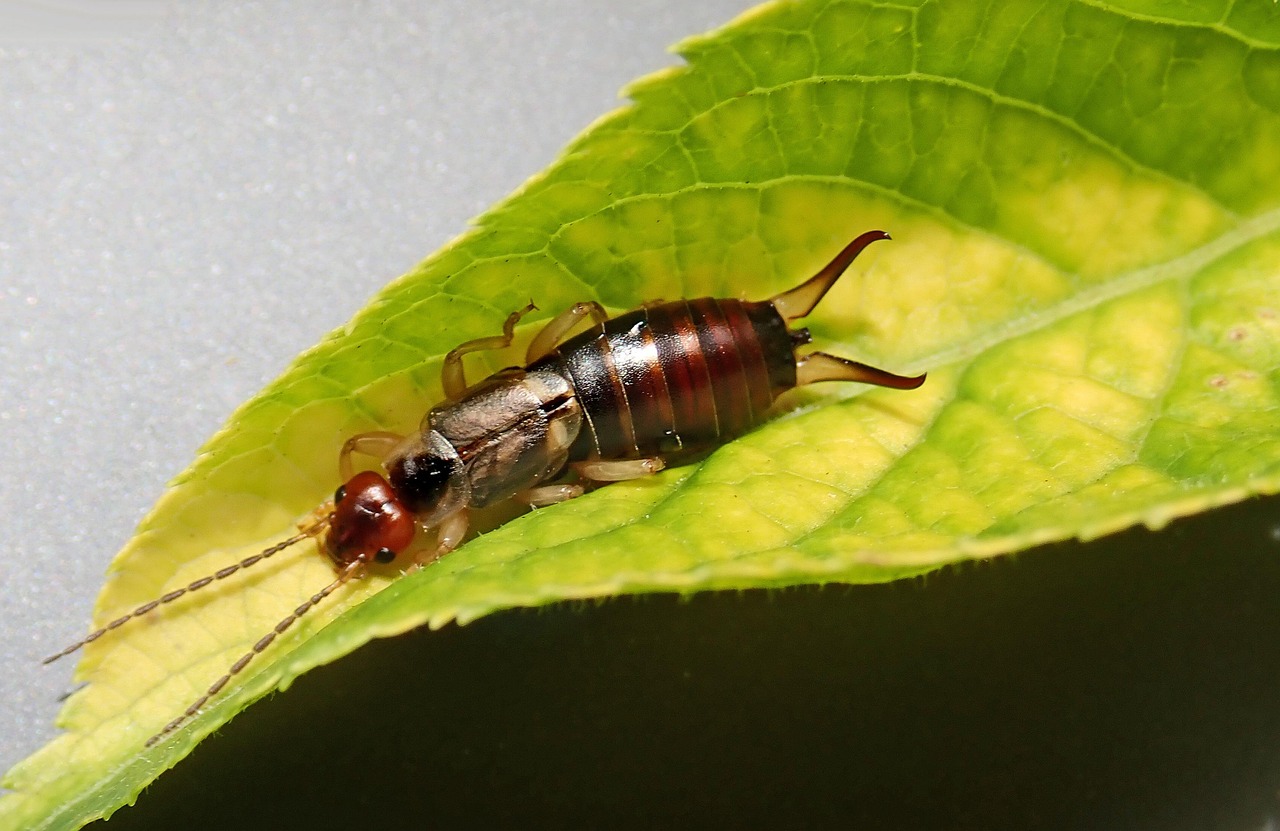 découvrez comment identifier et contrôler les nuisibles du jardin pour protéger vos plantes et assurer un jardin sain et florissant.