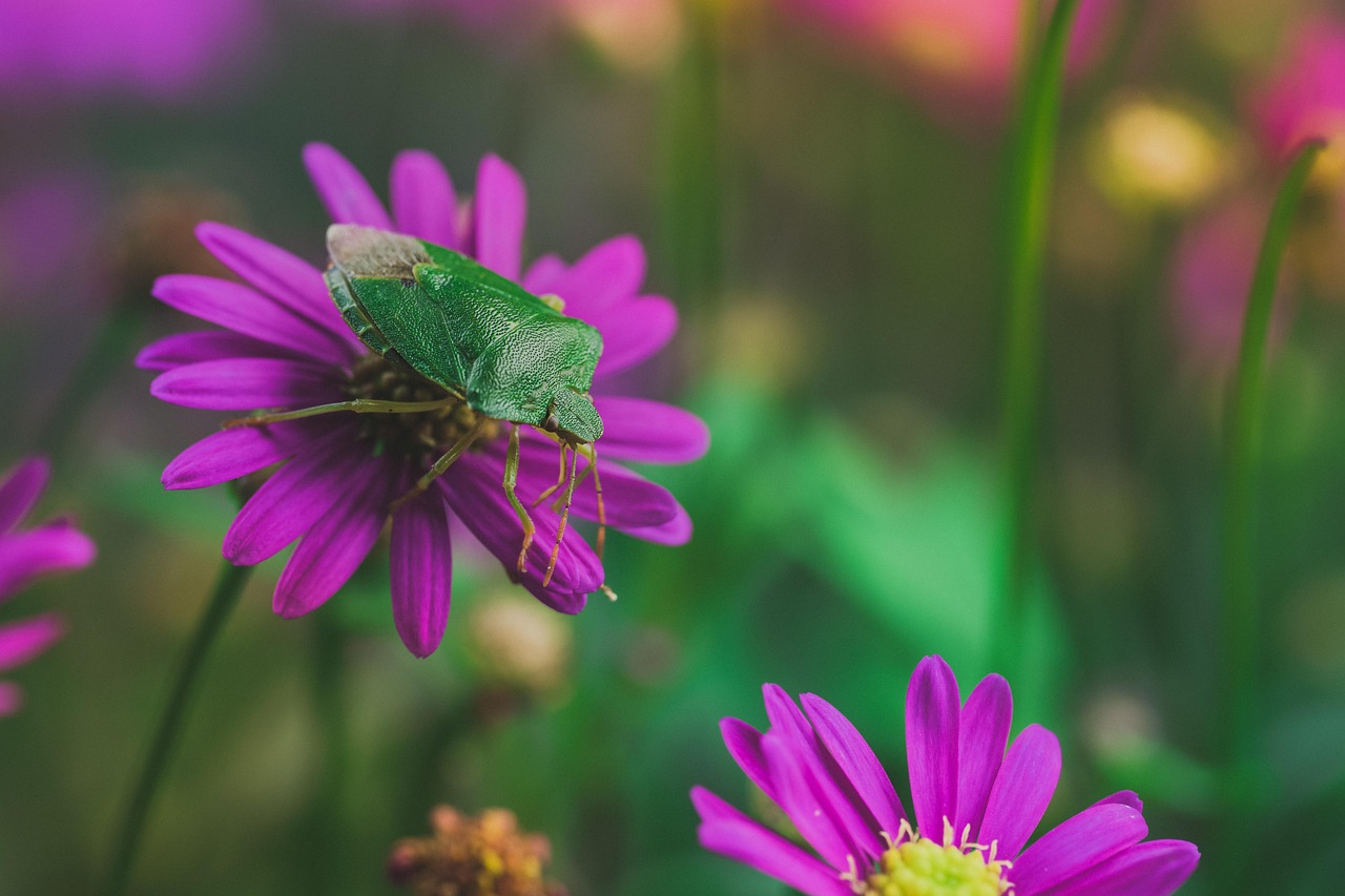 découvrez les punaises vertes fétides, des insectes connus pour leur odeur forte et leur impact sur les cultures. apprenez à les identifier et à les contrôler efficacement.
