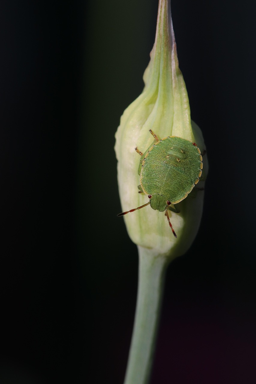 découvrez tout sur les punaises vertes malodorantes : identification, habitat, impact sur les cultures et méthodes de lutte efficaces.