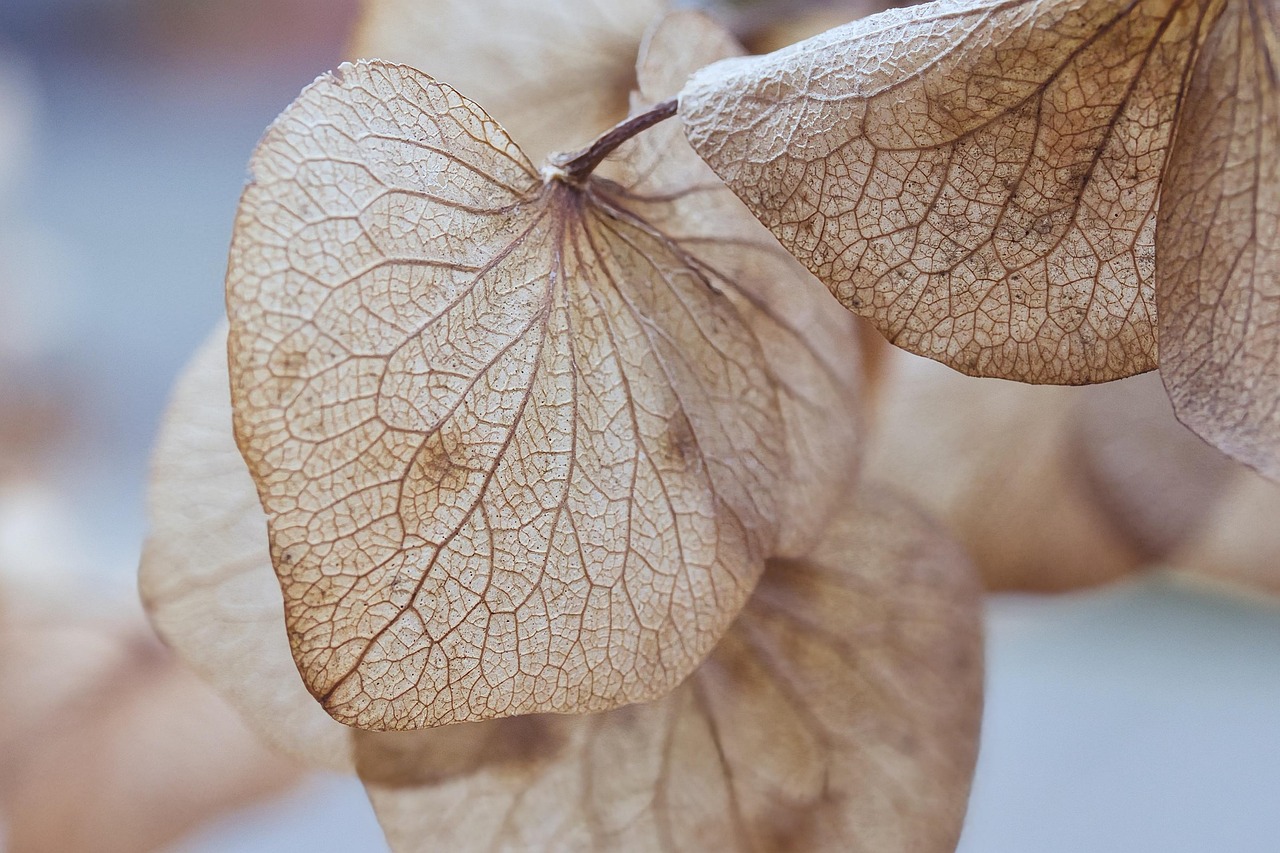 découvrez tout sur les hortensias : conseils de plantation, entretien, et variétés pour embellir votre jardin avec ces magnifiques fleurs colorées.
