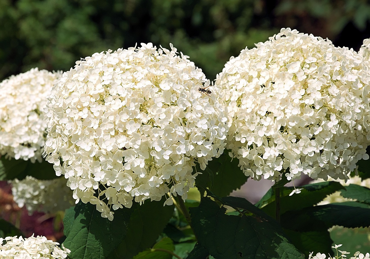 découvrez tout sur les hortensias : conseils de plantation, entretien, variétés et astuces pour des fleurs éclatantes toute l'année.