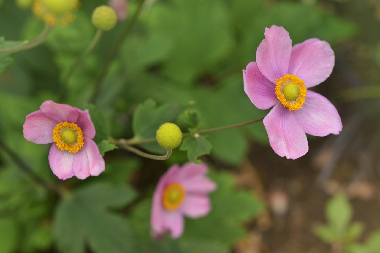 conseils et astuces pour le jardinage des anémones du japon : entretien, plantation et floraison pour un jardin coloré et généreux.