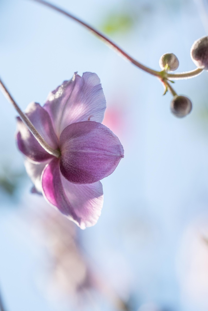 découvrez comment cultiver et entretenir les anémones japonaises dans votre jardin pour apporter couleur et élégance tout au long de la saison.
