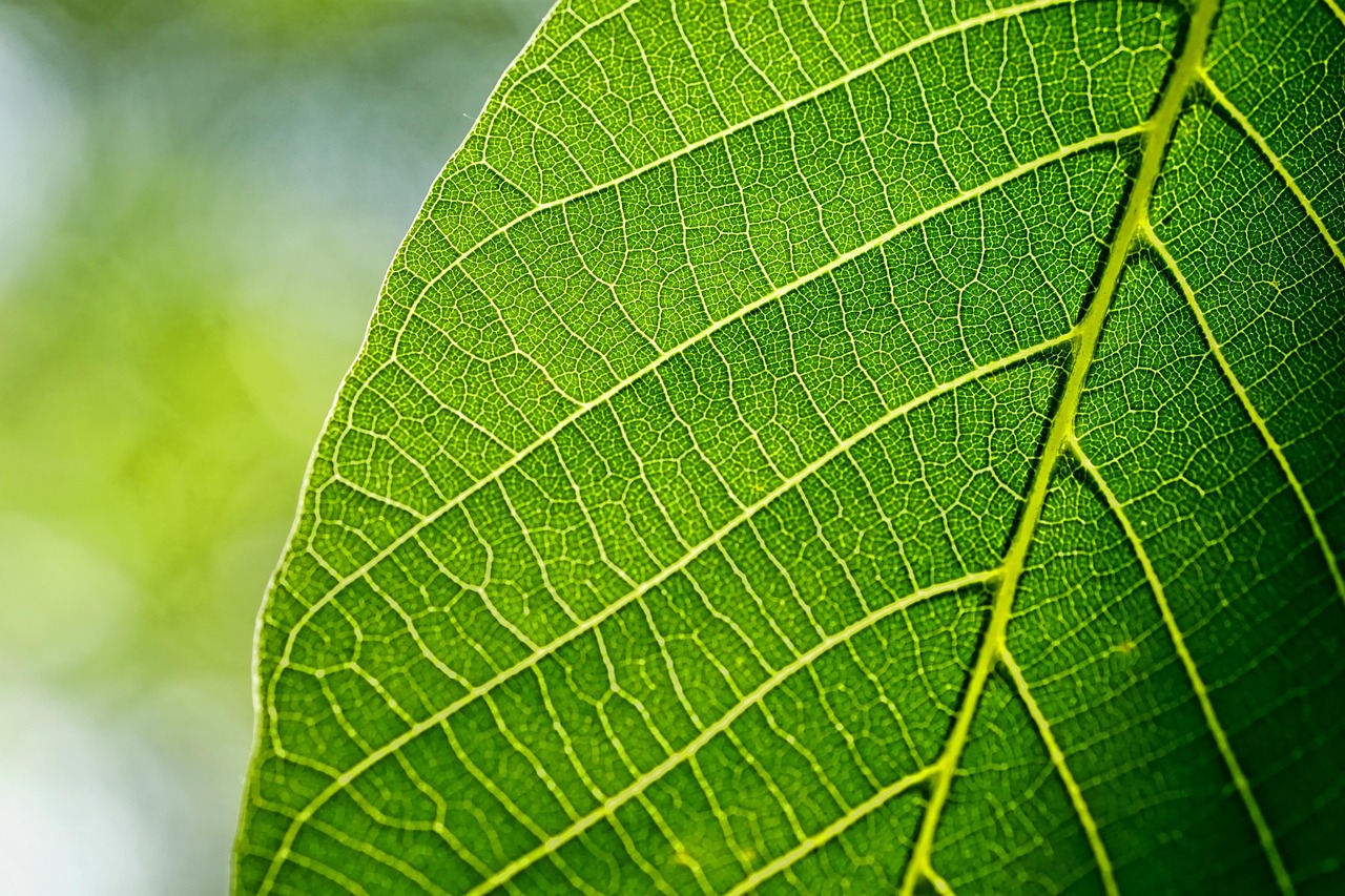 découvrez le meilleur moment pour enlever les feuilles afin d'entretenir efficacement votre jardin et favoriser la santé de votre pelouse.