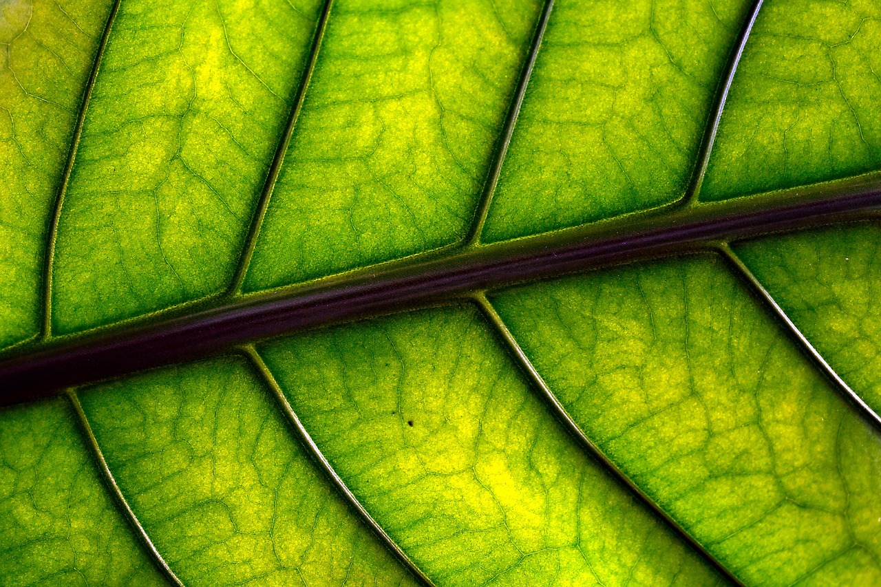 découvrez le meilleur moment pour enlever les feuilles afin de garder votre jardin propre et sain. conseils pratiques pour un ramassage efficace et optimal.