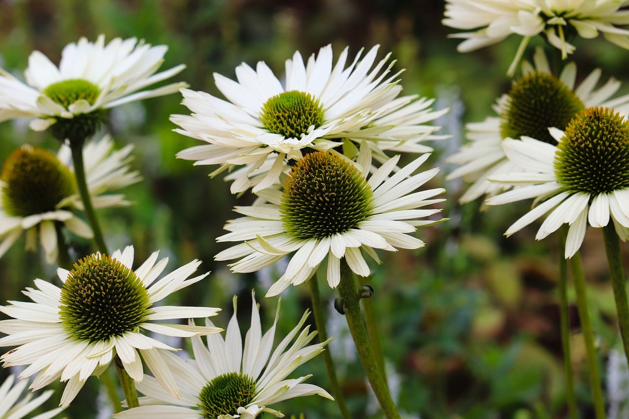 découvrez notre sélection de plantes vivaces, parfaites pour embellir votre jardin année après année avec des floraisons durables et faciles d'entretien.
