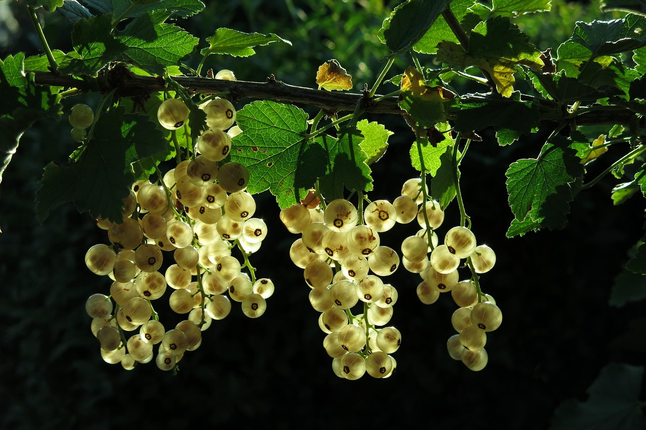 découvrez notre sélection de plantes vivaces, idéales pour embellir votre jardin avec des fleurs qui reviennent chaque année.