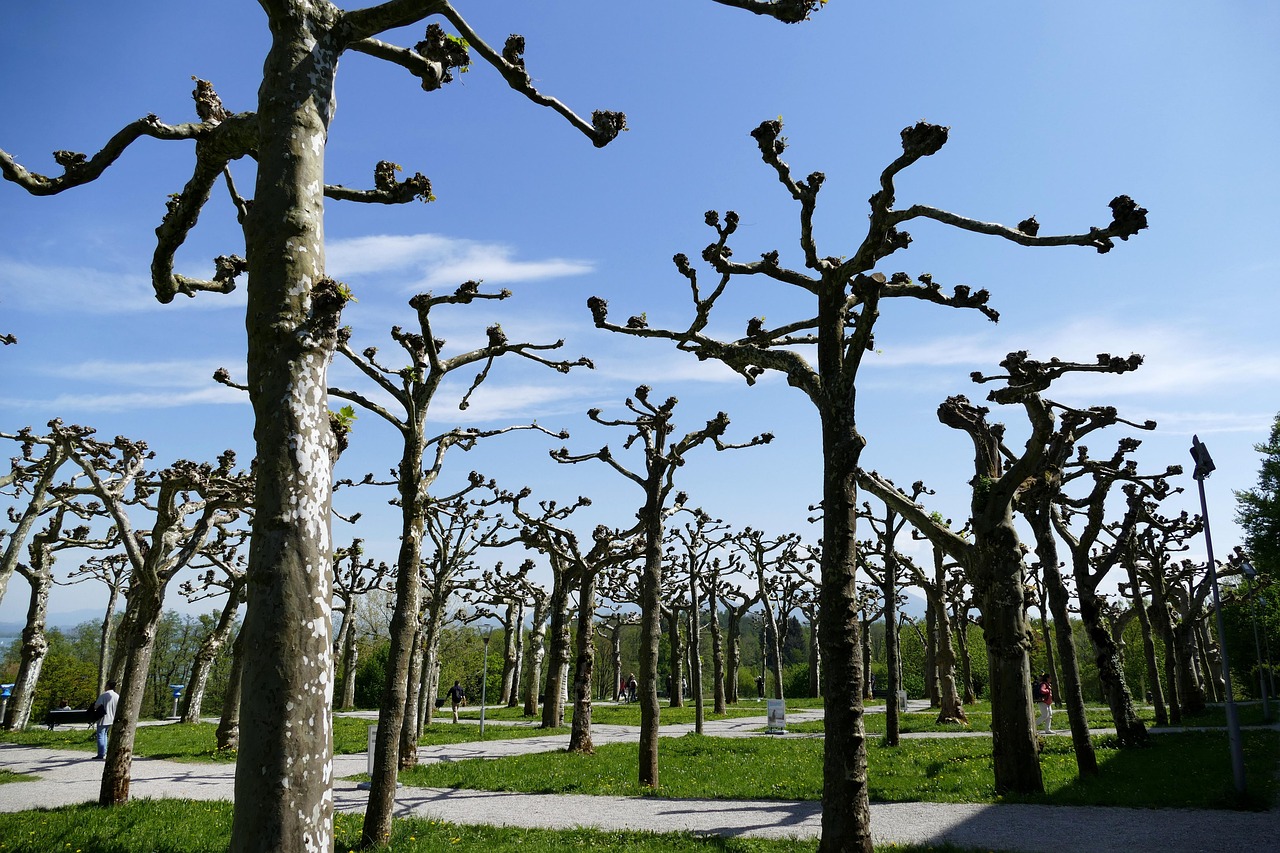 découvrez les meilleures techniques d'élagage pour entretenir vos arbres et arbustes, favoriser leur croissance et embellir votre jardin.