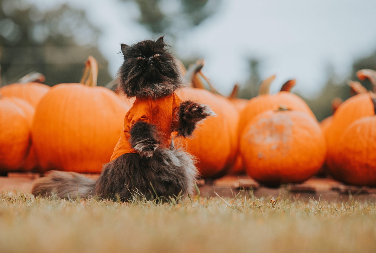 découvrez tout sur les pumpkins : variétés, cultures, conseils de jardinage et idées de recettes pour profiter pleinement de cette délicieuse courge.